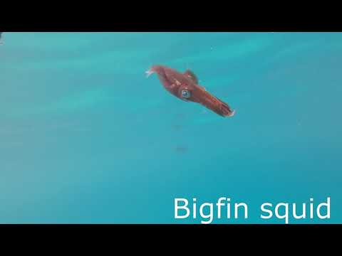 Bigfin squid