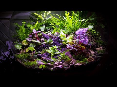 Bioactive Orchid Forest biOrb AIR
