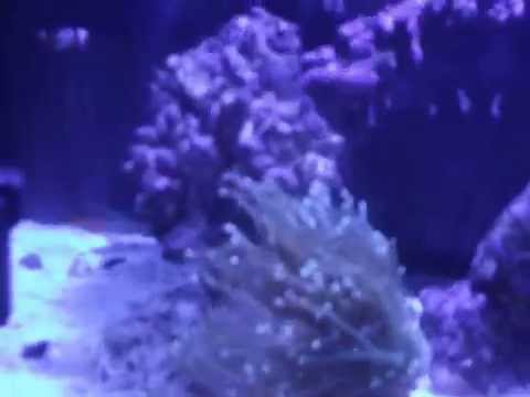 Biocube 29 with New Ocean Blue Kessil A150W LEDS