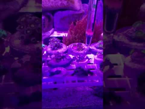 Biocube 32 and sump mid-cleaning.  New refugium light Kessil H80.