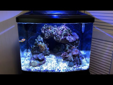 Biocube HQI Kessil Tuna Blue – Reef Tank