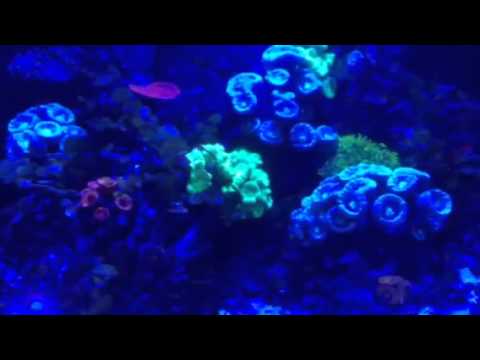 BioCube with Kessil A160WE