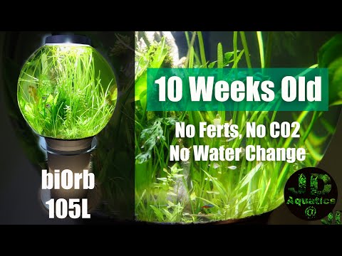 Biorb 105L 10 Weeks Old – Ep3: Planted ᴴᴰ (Aquascape: No Ferts No co2)
