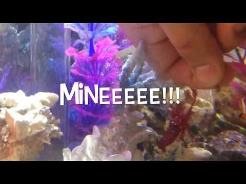 BiOrb 30 Marine Aquarium (fire shrimp molting and hand feeding)
