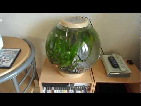 Biorb 30 The Beginning (Part 1)