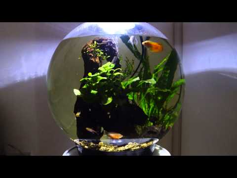 Biorb 30l – Gourami Spitting