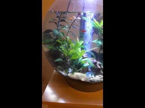 Biorb 30L with gravel substrate and grow light