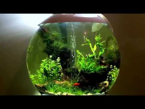 Biorb 60 freshwater planted aquarium p1