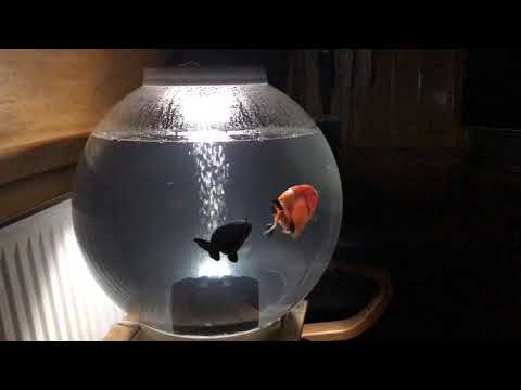 Biorb 60 litre ranchu tank sponge filter