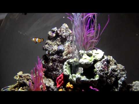 BiOrb 60 Marine Tank with Clown Fish