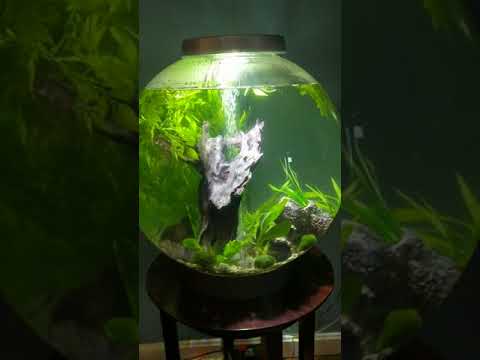 Biorb 60l fish tank