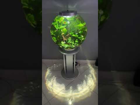 Biorb 60l