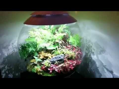 BiOrb Air – 11 Months Old