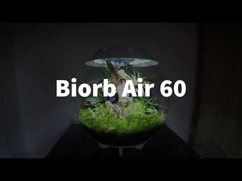 Biorb Air 60 Carnivorous Plant Terrarium Setup – Naturescape Hardscape