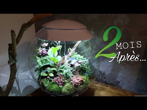 biOrb AIR 60 – Evolution du terrarium de chez Oase