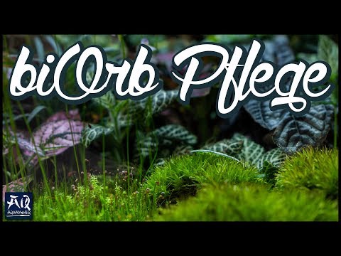 biOrb Air 60 Pflege | AquaOwner