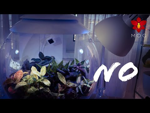 Biorb Air 60 Terrarium Final Thoughts – Is it worth the price? ?
