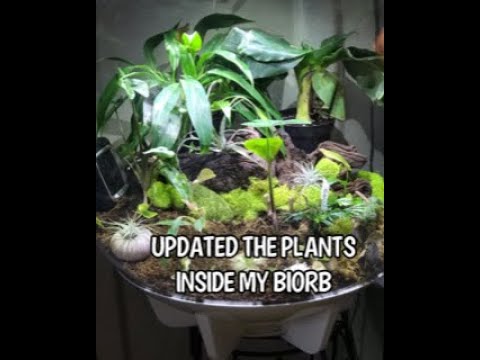 biOrb air 60 terrarium | Lizard found living inside | Echo System for plants & reptiles