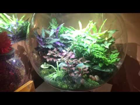 biOrb Air – BEST TERRARIUM EVER for tropical houseplants and more!