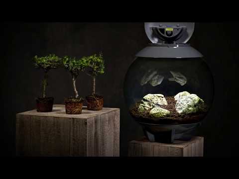 biOrb Air Bonsai