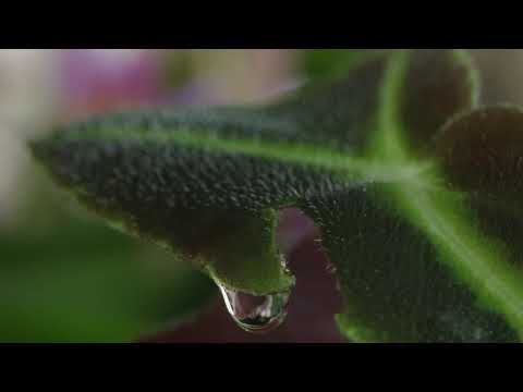 biOrb AIR PROMO
