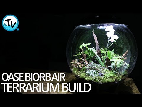 Biorb Air Terrarium Build