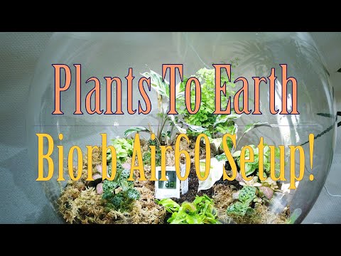 Biorb Air60 terrarium Setup