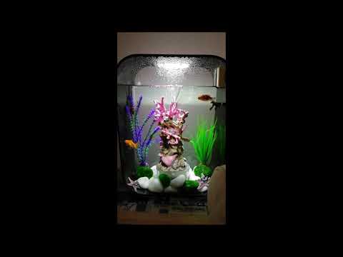 Biorb Aquarium