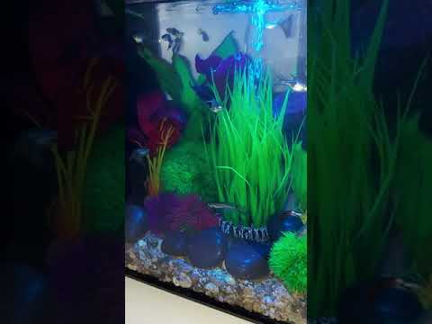 Biorb aquarium…