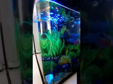 Biorb aquarium