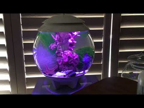 BiOrb Aquarium & Rafael Vid # 2