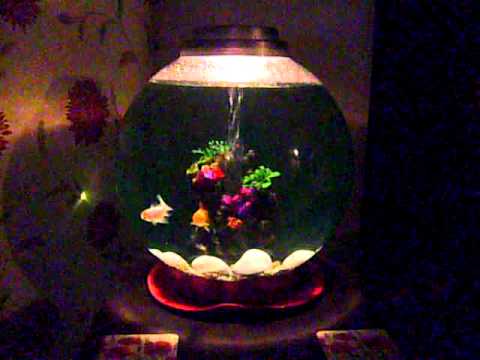 biorb aquarium with fancy goldfish and feng shui pebbles