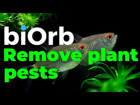 biOrb Aquariums | How to prepare aquarium plants and moss balls