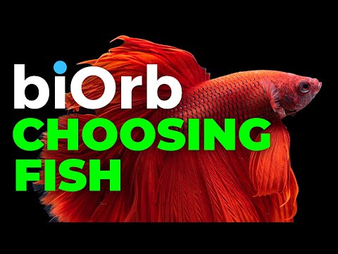 biOrb Aquariums  |  Which fish and how many?