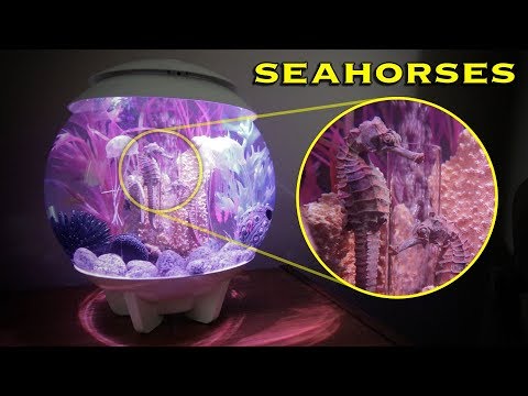 BiOrb Aquascape with SEAHORSES!