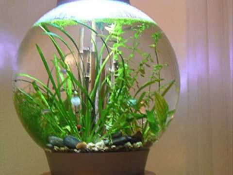 biOrb, biUbe & Life