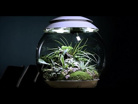 biOrb by OASE | biOrb AIR 30 seasonal introduction 2021/22 | EN