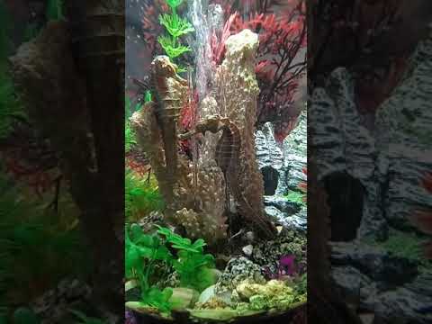 BiOrb Classic 15L 4 gallon #BiOrb #Betta