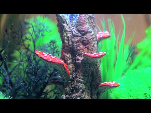 biOrb CLASSIC 30 Mushroom