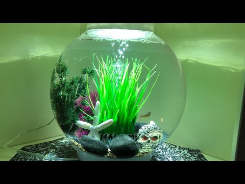 BiOrb Classic Fish Tank | Our home Aquarium | White Cloud Mountain Minnows
