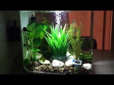 Biorb flow 30 aquascaped