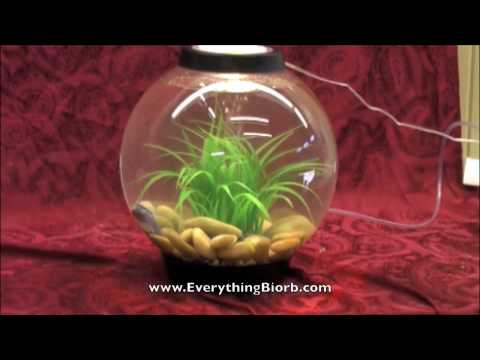 Biorb Grass Ring Decoration