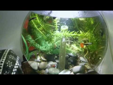 Biorb guppy tank