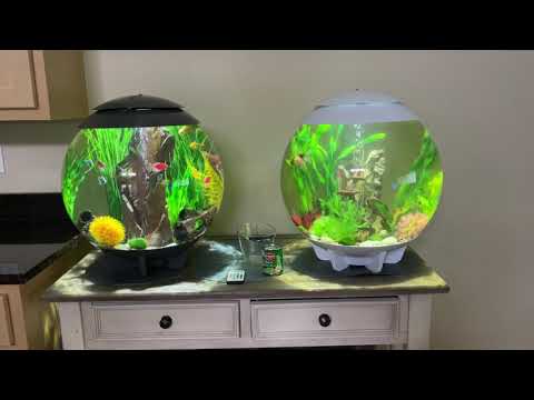 BiOrb Halo 60L 1 year update!
