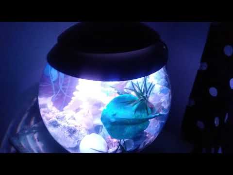 BiOrb Halo Aquarium 4 Gallons in White – Nano Tank