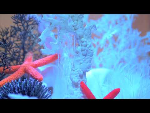 biOrb LIFE 15 Fan Coral