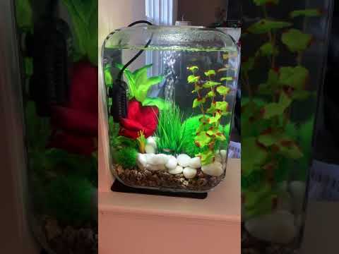 biOrb Life 15L Aquarium with green decoration ~ by Maitri Chakraborty