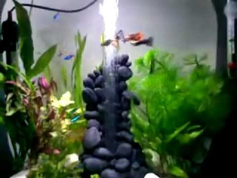 Biorb Life 30 with neon tetras and guppies
