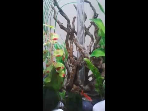 Biorb life 45.