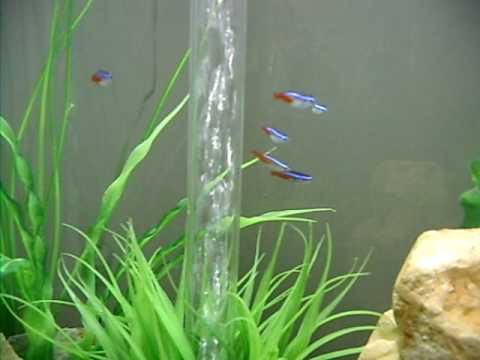 Biorb Life 60 Aquarium with Neon Tetra and Danio